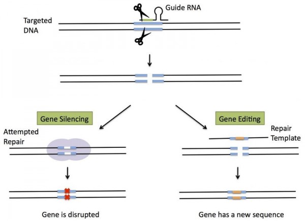 Gene silencing and targeting with CRISPR. (Science in the News, Harvard)