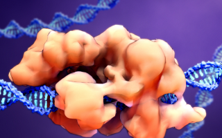 Crispr Editing