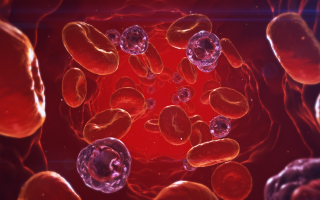 Vascular Photo